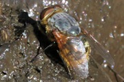 Eastern Golden-haired Blowfly (Calliphora stygia)